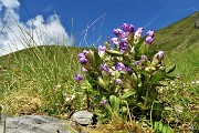 Ritorno sul MONTE VALLETTO con prima salita sul Monte Tribortoi dai Piani dell’Avaro l’8 agosto 2019  - FOTOGALLERY